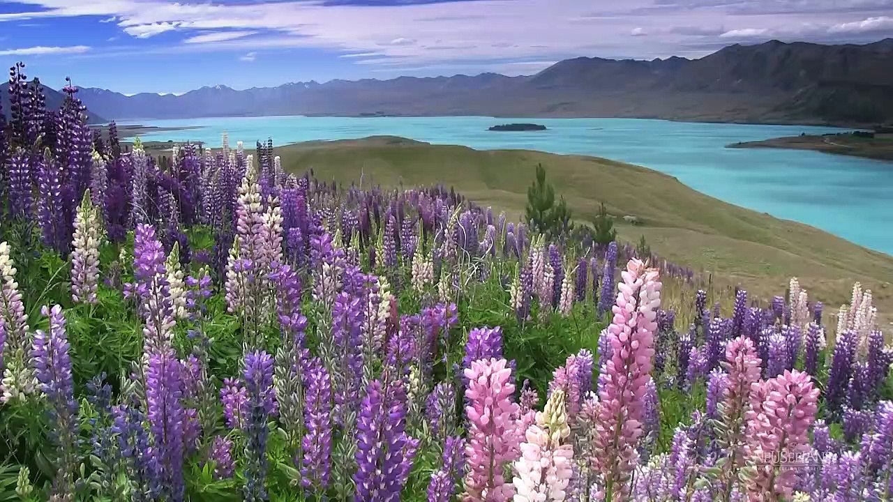 Neuseeland der Film | movie | 2015 | Official Trailer