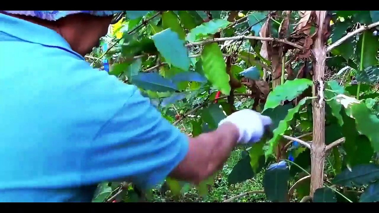Brazil coffee