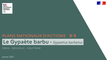 Plans Nationaux d'Actions #4 - Le Gypaète barbu (Gypaetus barbatus)