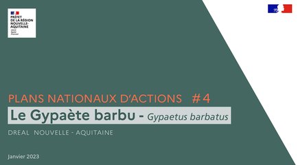 Plans Nationaux d'Actions #4 - Le Gypaète barbu (Gypaetus barbatus)