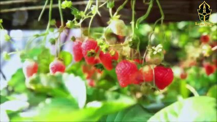 Download Video: Kia Strawberry Islam Main Haram Hai - The Benefits of Strawberry - Islamic Teacher