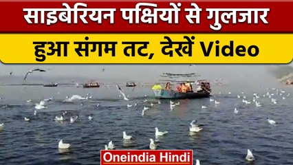 Pryagraj: संगम तट पर Migratory Birds का डेरा,पक्षियों को देखने पहुंचे सैलानी | वनइंडिया हिंदी#Shorts