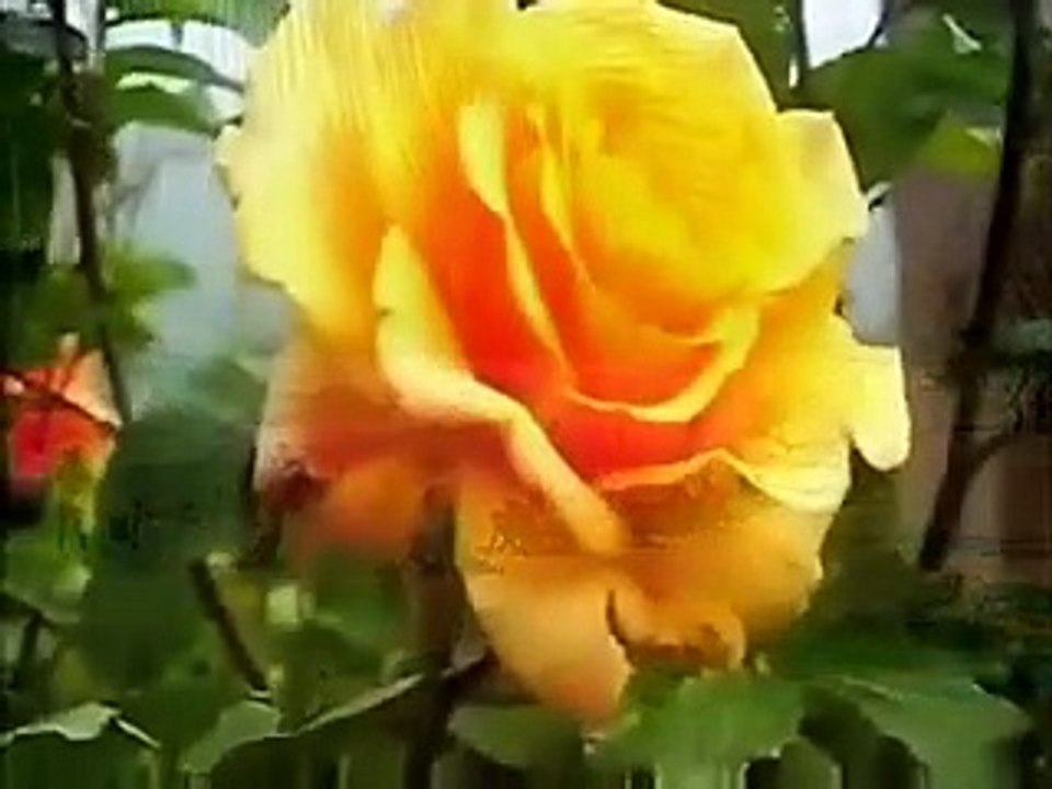 I'd Rather Leave While I'm In Love ...  Vince Castro