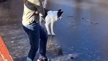 邊牧狗跳起冰上芭蕾舞！摔到了~The dog does the ice ballet! Slip and fall down.