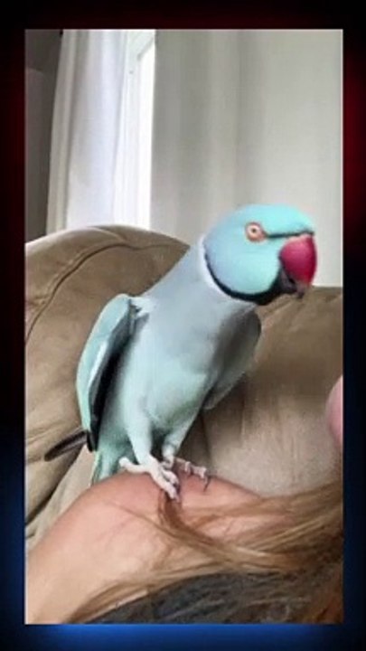 Amazing  Cute Parrot kissing her Owner Amazing Parrot Video So Cute #viral #foryou #shorts funny parrot...