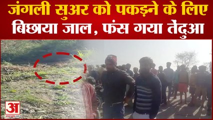 Bareilly News: जंगली सुअर को पकड़ने के लिए बिछाया जाल,फंस गया तेंदुआ,दहाड़ सुन उल्टे पांव भागे लोग