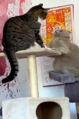 New Funny Videos 2022 -- Cutest Cats and Dogs ---- Part19(480P)