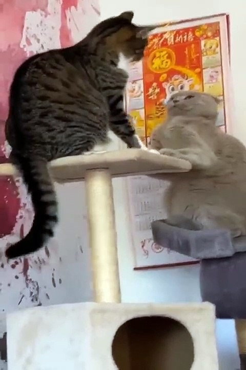 New Funny Videos 2022 -- Cutest Cats and Dogs ---- Part19(480P)