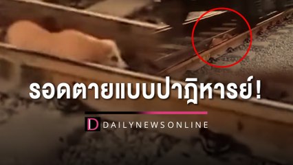 นาทีระทึก! น้องหมาสุดฉลาด หลบใต้รางรถไฟทำรอดตาย | HOTSHOT เดลินิวส์ 12/02/66