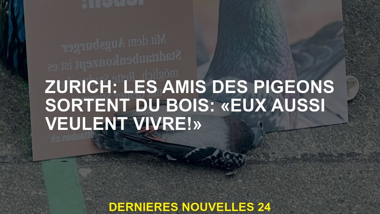 Zurich: Les amis des pigeons sortent du bois: "Ils veulent aussi vivre!"