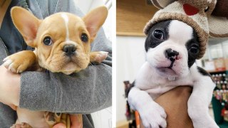 The Best Adorable Bulldogs in The Planet Makes Your Heart Melt | HaHa Animals