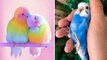 Cute Baby Animals  Funny Parrots and Cute Birds Compilation 2023 | HaHa Animals