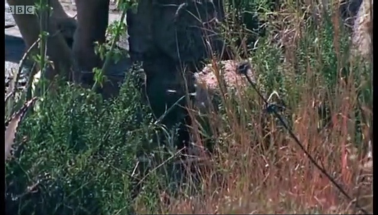 Lions: Spy in the Den | movie | 2000 | Official Teaser