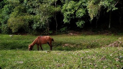A horse looked at the sky with hope of escape | movie | 2021 | Official Teaser