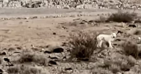 Abandonné dans le désert à la naissance, ce chien a été recueilli et élevé par une meute de coyotes