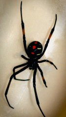 Top 4 des animaux les plus dangereux en France