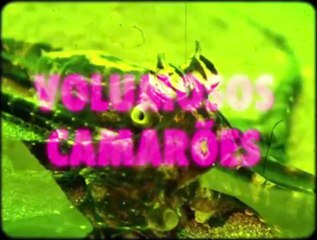 Verão-da-Lata na Era Paleozoica | movie | 2017 | Official Featurette