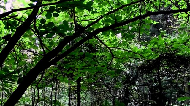 Don't go into the woods alone | movie | 2015 | Official Featurette