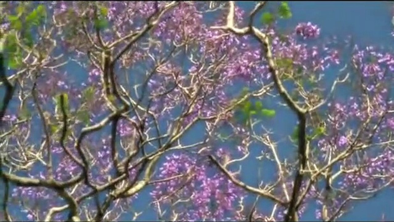 Purple Flowers | movie | 2011 | Official Featurette