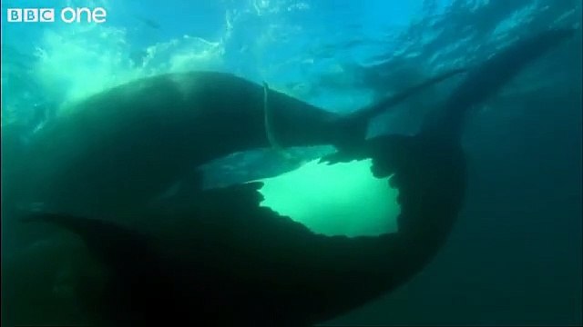 Ocean Giants | movie | 2011 | Official Clip