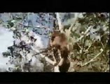 Die lustige Welt der Tiere | movie | 1974 | Official Clip