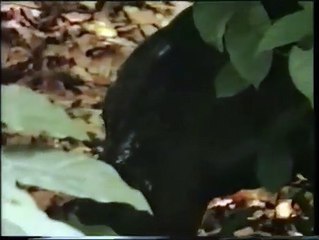 The Enchanted Forest of the Pygmy Hippopotamus | movie | 1998 | Official Clip