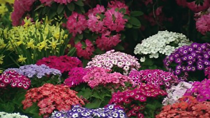 Prem Rog (1982) Official Clip – A Tale of Love and Sacrifice ❤️