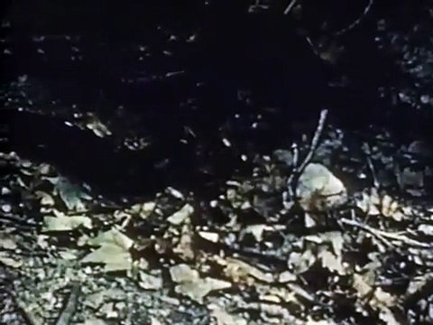 Serpent Island | movie | 1954 | Official Clip