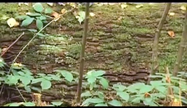 The Stalker Chronicles: Episode Three - Identity | movie | 2009 | Official Clip