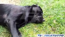 Video News - ATS, AL LAVORO CON IL CANE