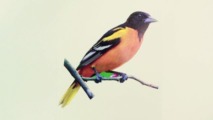 The Light of the Sky Reflects off the Wings of a Blue Jay | movie | 2019 | Official Clip