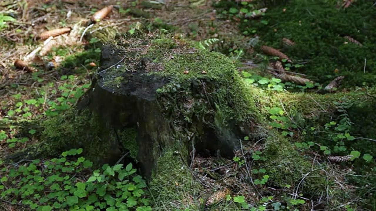 Zuschauen, Entspannen, Nachdenken und Zombies | movie | 2014 | Official Clip