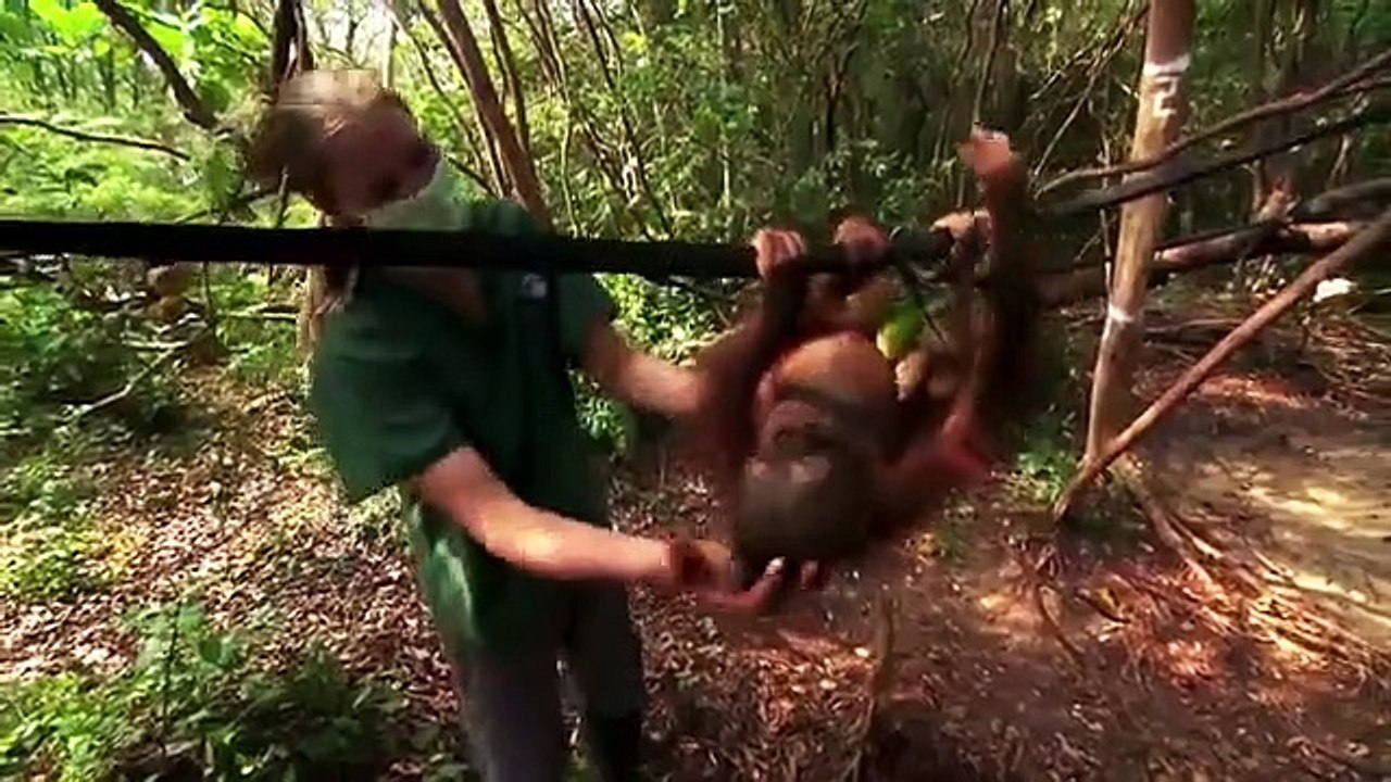 Orangutan Rescue: Back to the Wild | movie | 2014 | Official Clip
