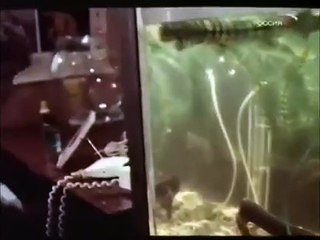 В городе Сочи тёмные ночи | movie | 1989 | Official Clip