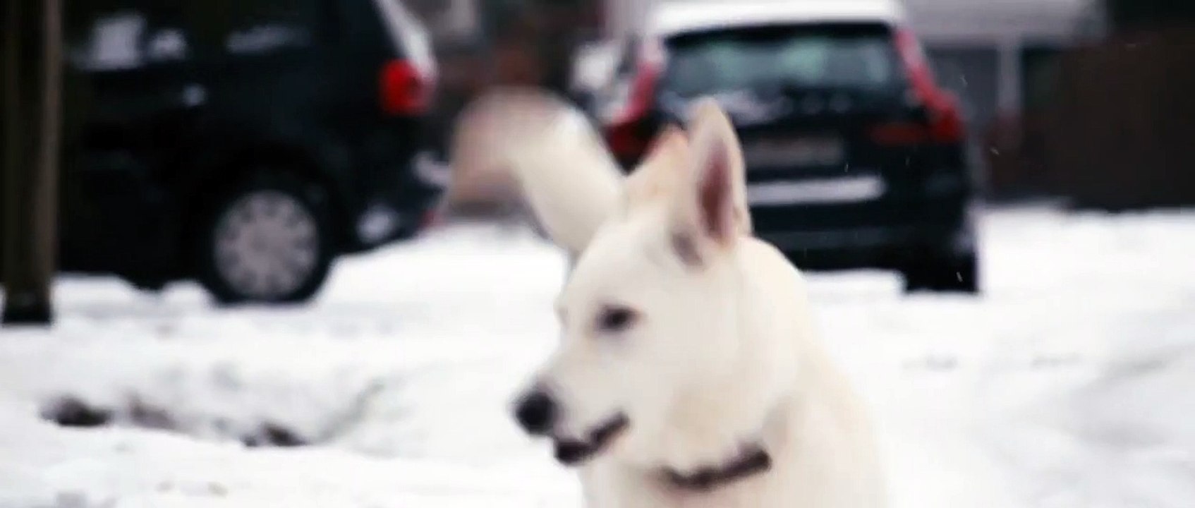 Snow Puppy | movie | 2018 | Official Clip