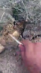 بالفيديو.. العثور على "الفقع" داخل فناء مدرسة "الصداوي" بحفر الباطن