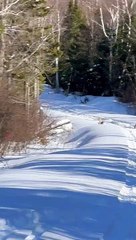 Snowmobilers Meet Lynx Family on Trail