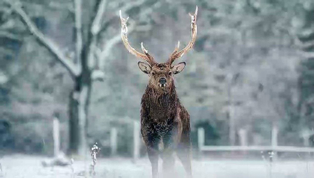 Experience Natural Sleep with Wintery Forest Sleeping Sounds - Fall Asleep Easily and Wake up Refreshed