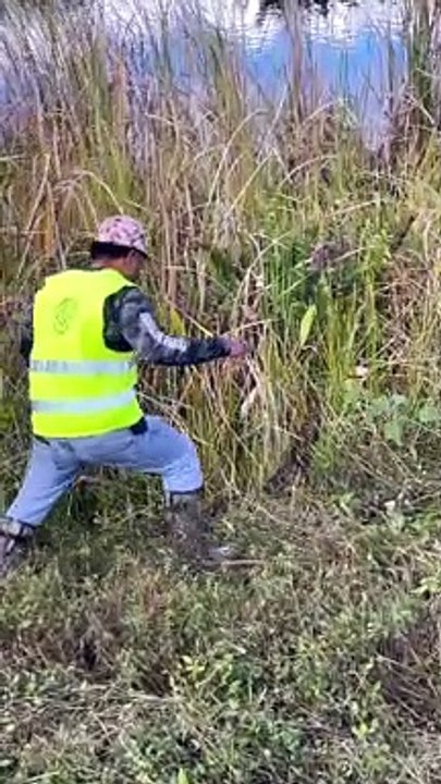 Python Hunting in the Everglades