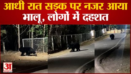 Korba News: आधी रात सड़क पर नजर आया भालू,नाइट शिफ्ट में ड्यूटी करने वाले लोगों में दहशत