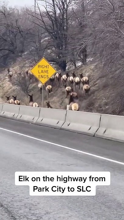 Elk Alongside the Highway