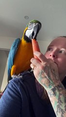 Rocky Tries a Carrot