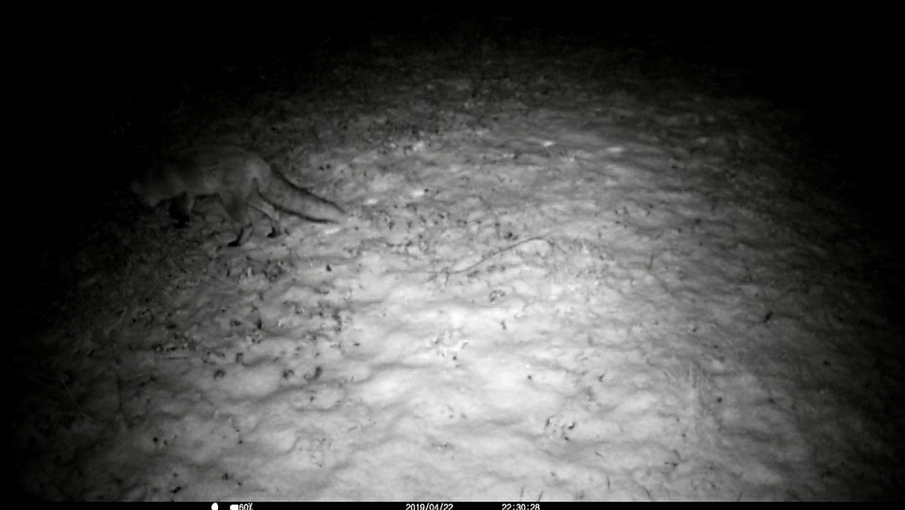 Quelques renards / hiver 2023