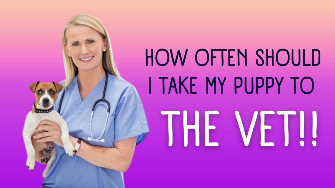 How often should i take my Puppy to the Vet. video Dailymotion