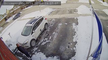 Birds Aren't Always The Smartest