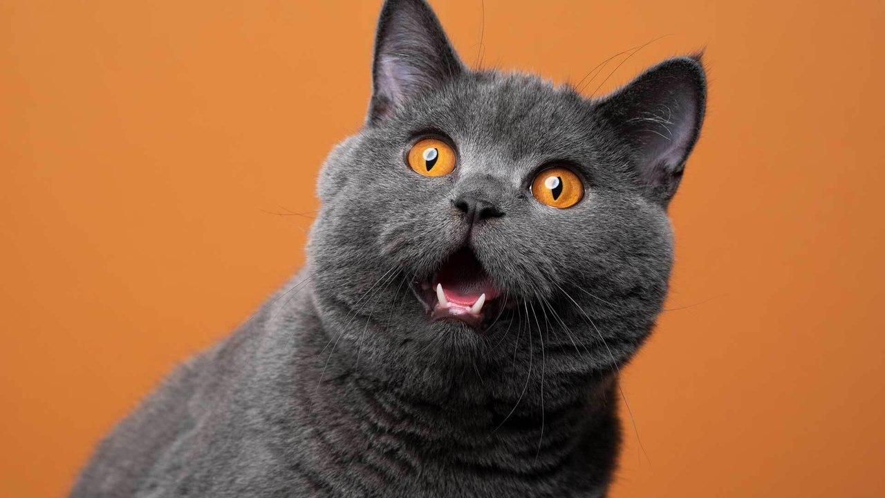 Katze starrt mich an: Darum halten Katzen Blickkontakt