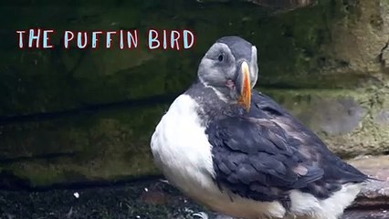 THE PUFFIN BIRD