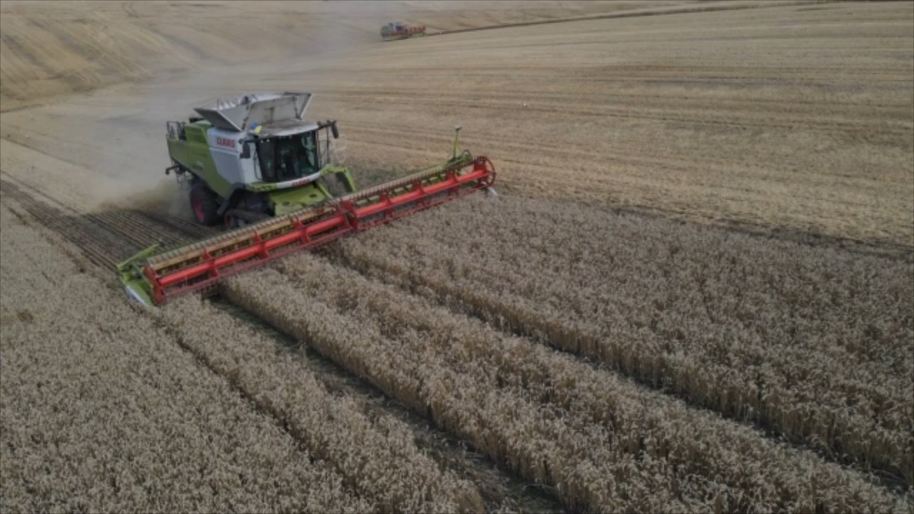 So viel Getreide aus der Ukraine geht an Schweine statt an Menschen