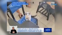 Stray cat na si 