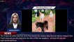 109345-mainKatherine Schwarzenegger reveals her father Arnold bought a miniature pony